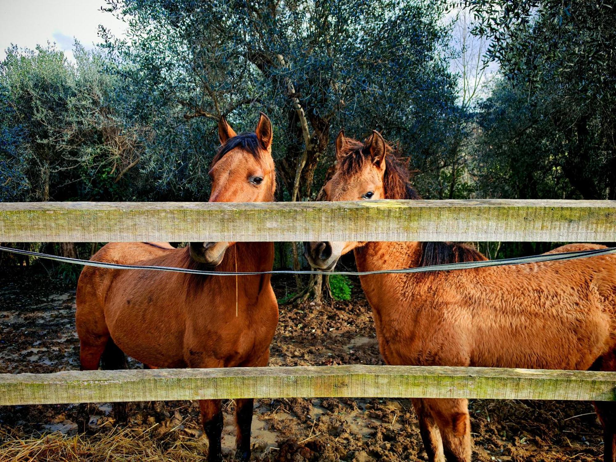Podere Orzale Agri Hospitality Usigliano Exteriör bild